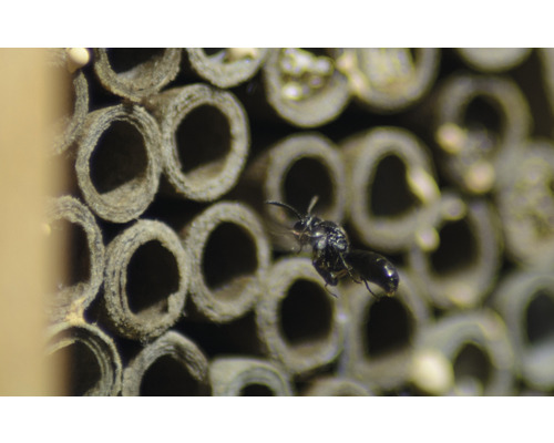 Nahaufnahme eines Insekts vor einem Insektenhotel