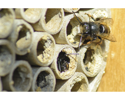 Nahaufnahme eines Wildbienenhotels mit einer Wildbiene.