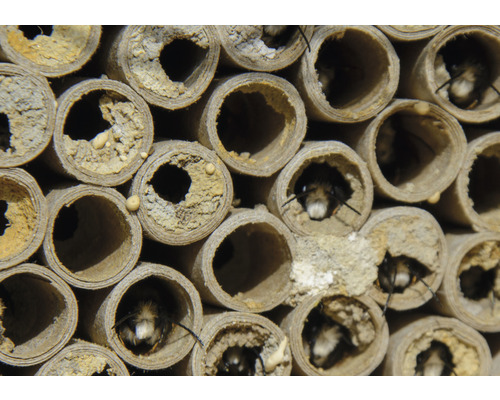 Nahaufnahme eines Insektenhotels mit Wildbienen in Röhren