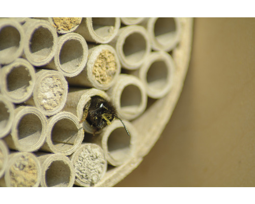 Insektenhotel mit Wildbiene