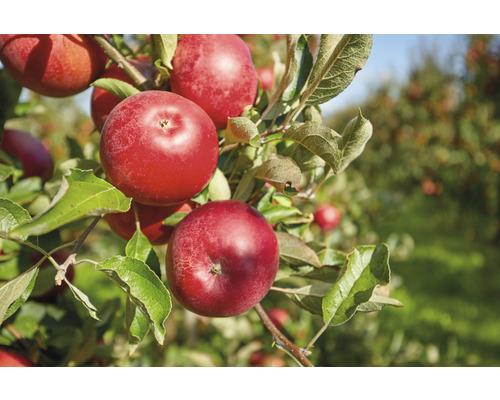 Arbre fruitier nain