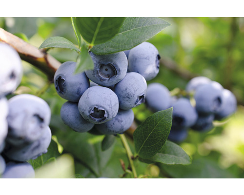 MYRTILLE DES JARDINS BLUE CROP (Vaccinium corymbosum)