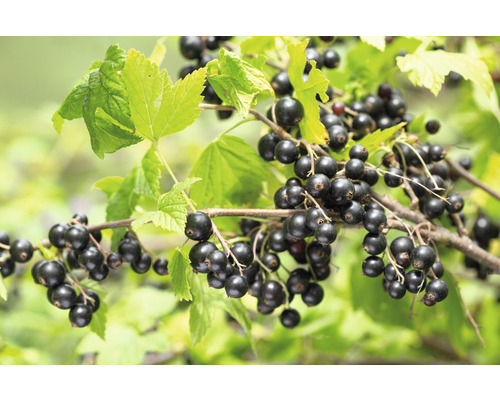 Groseillier noir bio haute tige FloraSelf Bio Ribes nigrum 'Titania' h env. 140 cm Co 5 l