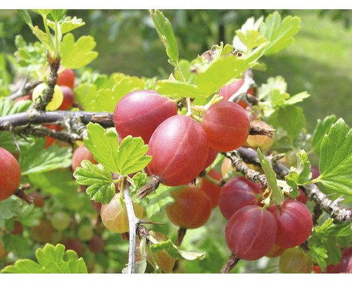 Groseillier à maquereaux bio presque sans épines arbuste FloraSelf Bio Ribes uva-crispa 'Captivator' Co 5 l
