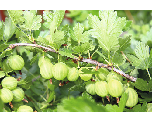 Groseillier à maquereaux vert bio arbuste FloraSelf Bio Ribes uva-crispa 'Mucurines' Co 5 l