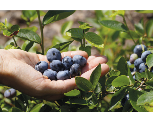 Grand myrtillier bio FloraSelf Bio Vaccinium corymbosum 'Chandler' h 30-40 cm Co 3 l