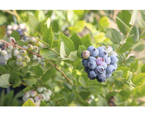 Bio frühe Heidelbeere FloraSelf Bio Vaccinium corymbosum 'Early Blue' H ca. 40 cm Co 3 L