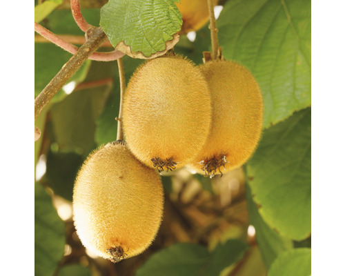 Kiwi bio FloraSelf Bio Actinidia deliciosa 'Jenny' h env. 90 cm Co 3 l autofertile