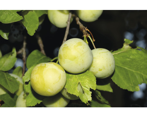 Prunier bio autogame FloraSelf Bio Prunus 'Oullins Reneklode' h 60-80 cm Co 5 l Terrasse