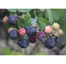 Framboisier bio FloraSelf Bio Rubus idaeus x neglectus 'Glen Coe' Co 2 l sans épines et sans rhizomes