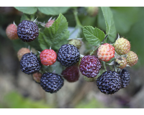 Bio Sommerhimbeere FloraSelf Bio Rubus idaeus x neglectus 'Glen Coe' Co 2 L stachellos und ohne Ausläufer