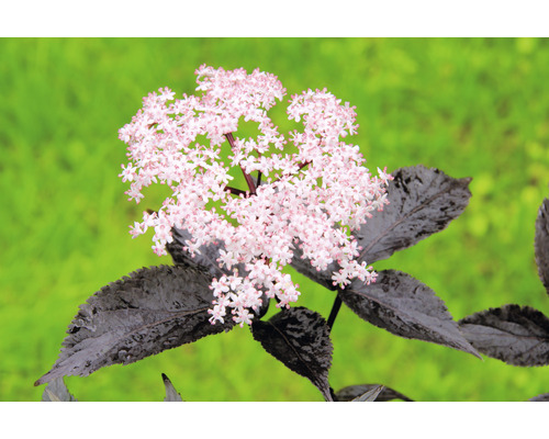 Sureau noir bio FloraSelf Bio Sambucus nigra 'Black Beauty' h 40-50 cm Co 3 l