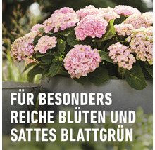 Blumendünger COMPO BIO 1,3 Lm Flüssigdünger mit Kalium-thumb-6
