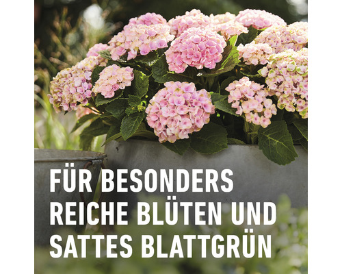 Hortensie im Topf mit Text für besonders reiche Blüten und sattes Blattgrün
