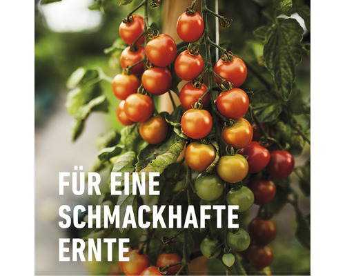 Cherrytomatenpflanze mit reifen und unreifen Früchten