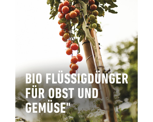 Tomatenpflanze mit Bio Flüssigdünger für Obst und Gemüse