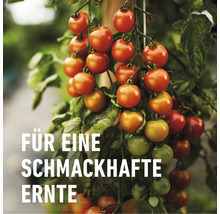Strauch mit reifen und unreifen Tomaten für eine schmackhafte Ernte.