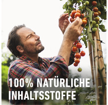 Ein Mann erntet reife Tomaten von einer Pflanze. Der Fokus liegt auf natürlichen Inhaltsstoffen.