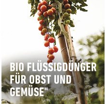 Tomatenpflanze mit Bio Flüssigdünger für Obst und Gemüse