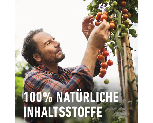Ein Mann erntet Tomatenpflanzen mit der Aufschrift 100 Prozent natürliche Inhaltsstoffe.