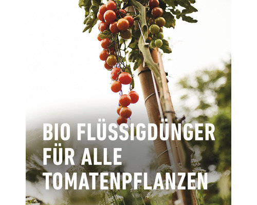 Tomatenpflanze mit reifen Tomaten und dem Schriftzug Bio Flüssigdünger für alle Tomatenpflanzen