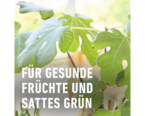 Blätter einer Feigenpflanze für gesunde Früchte und sattes Grün