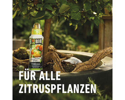Zitruspflanzendünger Flasche neben Zitruspflanze