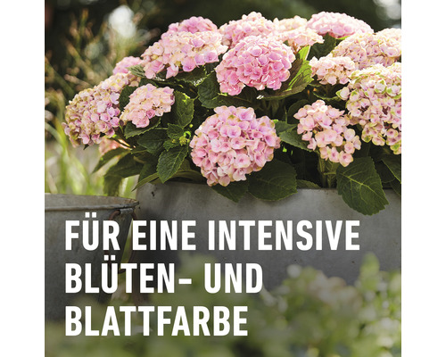 Rosa Hortensie im Topf für intensive Blüten- und Blattfarbe