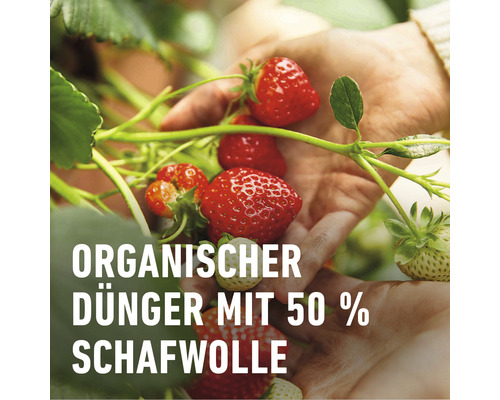 "Hände halten Erdbeeren