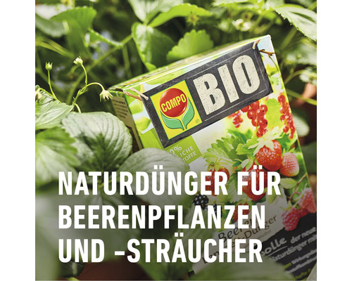 Compo Logo Bio Beerendünger Packung zwischen Beerenpflanzen