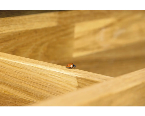 Coccinelle sur du bois