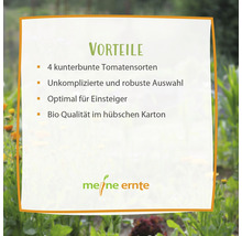 Vorteile: Vier farbenfrohe Tomatensorten, unkomplizierte und robuste Auswahl, optimal für Einsteiger, Bio Qualität im Karton, Meine Ernte Logo