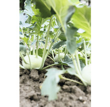 Nahaufnahme von Kohlrabi im Gartenbeet
