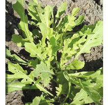 Aussaat von Rucola im Gartenboden.
