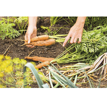 Hände halten frisch geerntete Karotten im Garten.