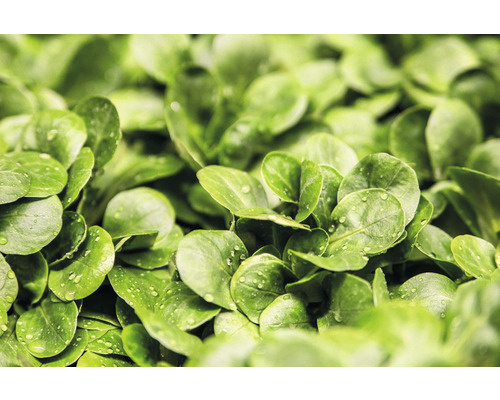 Gros plan sur des feuilles de mâche avec des gouttes d''eau