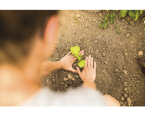 Une personne plante un semis dans la terre