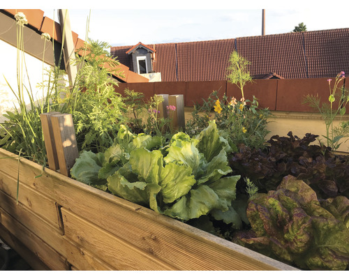 Jardinière surélevée avec laitues et diverses herbes aromatiques