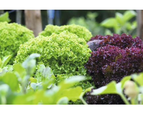 Gros plan sur de la laitue pommée dans le jardin