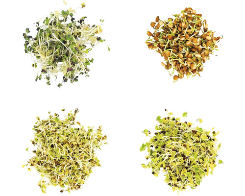 Abbildung verschiedener Sprossenarten