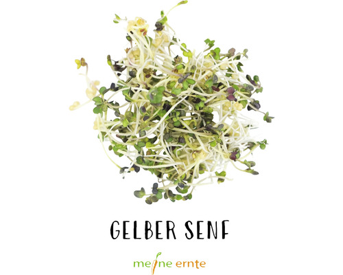 Graines germées de moutarde jaune Microgreen