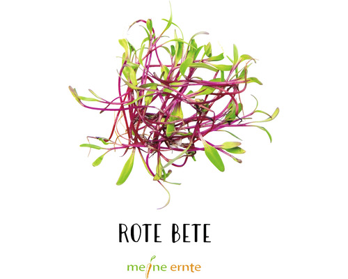Pousses de betterave rouge de Meine Ernte