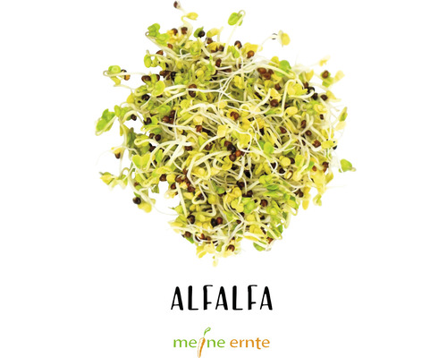 Alfalfa Sprossen für den Anbau