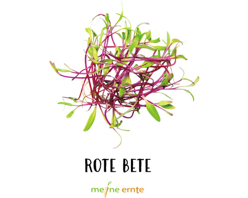 Rote Bete Microgreens von meine ernte