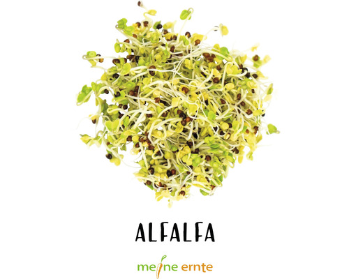 Graines germées de luzerne pour la culture