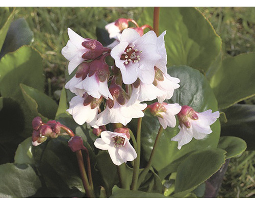 Fleur de bégenia en détail