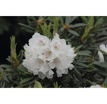 Fleur de rhododendron avec des pétales blancs