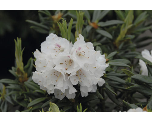 Fleur de rhododendron avec des pétales blancs