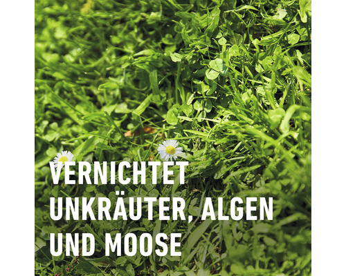 Vernichtung von Unkräutern, Algen und Moos im Rasen