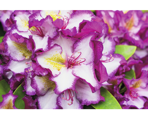 Nahaufnahme von Rhododendronblüten